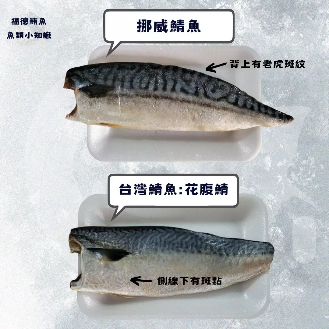 挪威鯖魚 台灣鯖魚 鯖魚料理