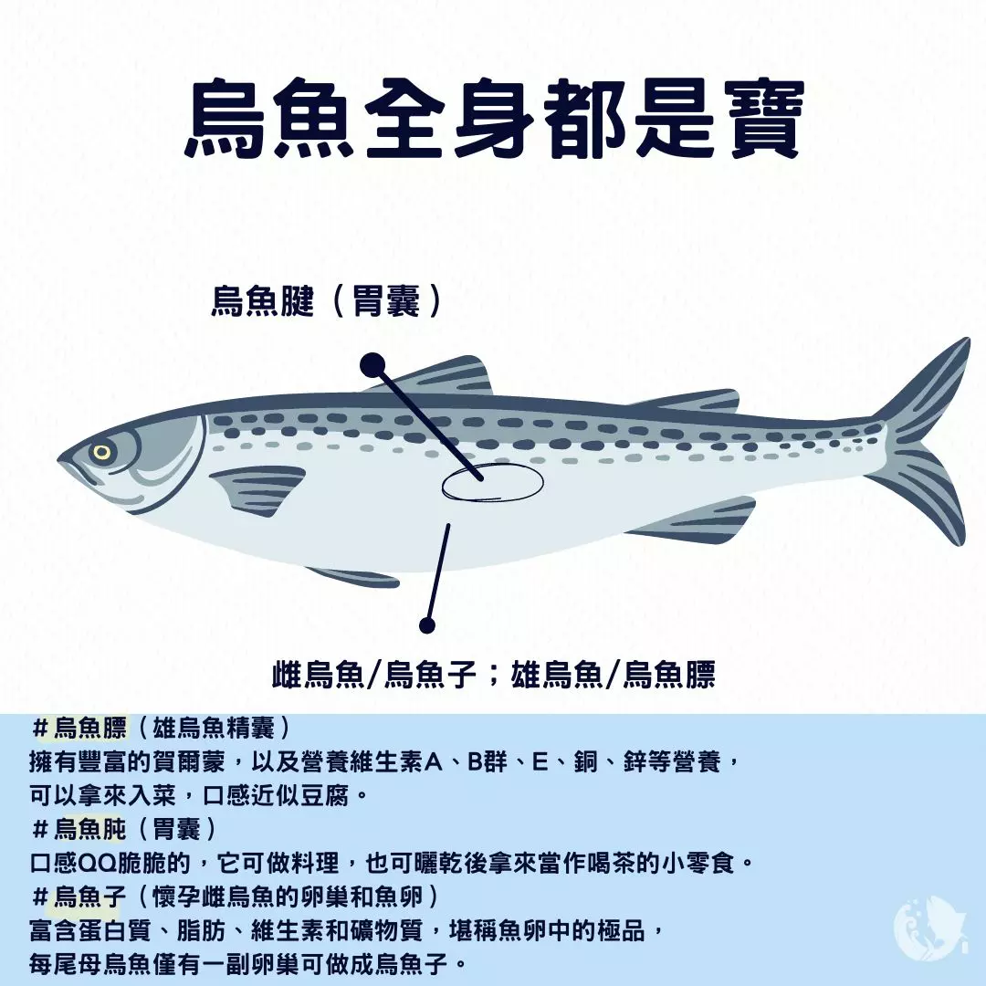 烏魚腱 炭烤烏魚腱 烏魚腱料理