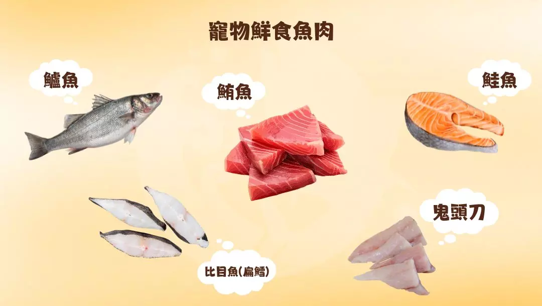 鮪魚 鮪魚料理 寵物料理