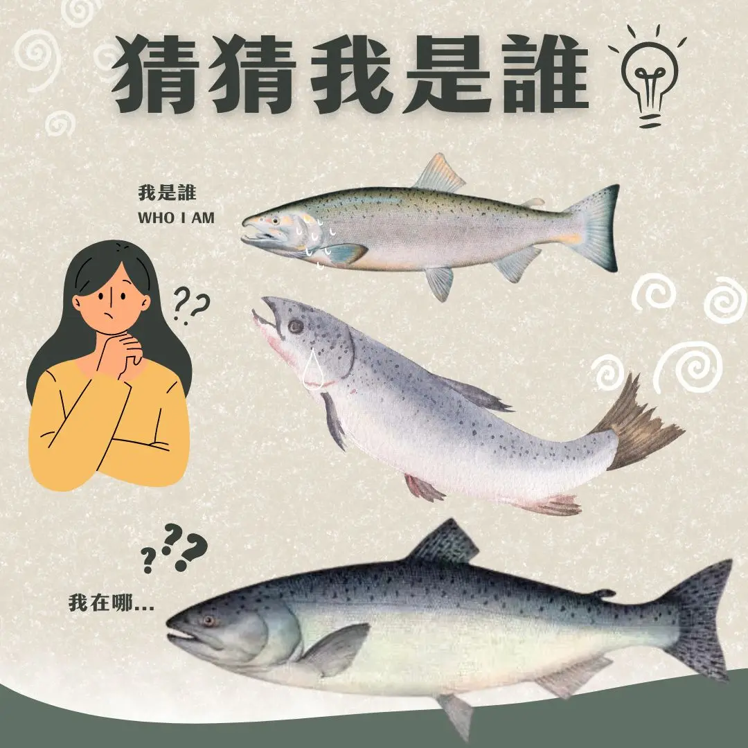 鮭魚,鮭魚種類,鮭魚介紹